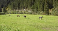 zur Vergrerung klicken