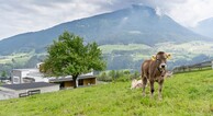 zur Vergrerung klicken