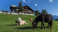 zur Vergrerung klicken