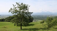 zur Vergrerung klicken