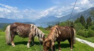 zur Vergrerung klicken