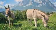 zur Vergrerung klicken