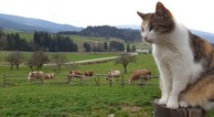 zur Vergrerung klicken