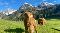 zur Vergrerung klicken